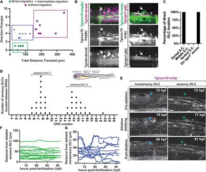 A Subset of Oligodendrocyte Lineage Cells Interact With the Developing Dorsal Root Entry Zone During Its Genesis